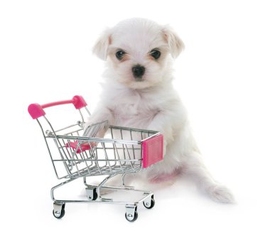 Malta köpek yavrusu