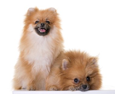 Pomeranian spitz Studio