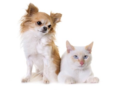 Beyaz yavru kedi ve chihuahua