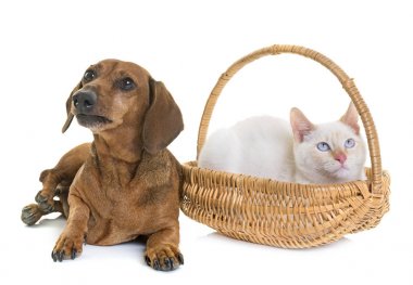 Dachshund ve yavru kedi