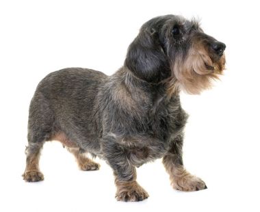 Dachshund Studio