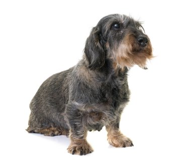 Dachshund Studio
