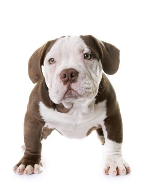 köpek yavrusu Amerikan kabadayı