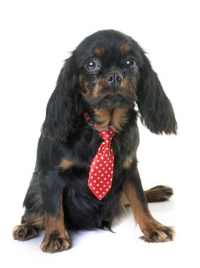 Yavru süvari Kral Charles