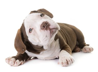 köpek yavrusu Amerikan kabadayı