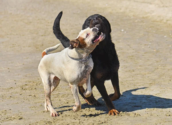 Fighting dogs on the beach — Stock Photo, Image