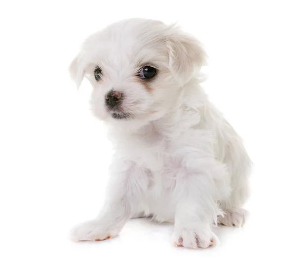 Filhote de cachorro maltês cão — Fotografia de Stock