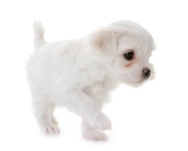 Štěně maltském pes — Stock fotografie