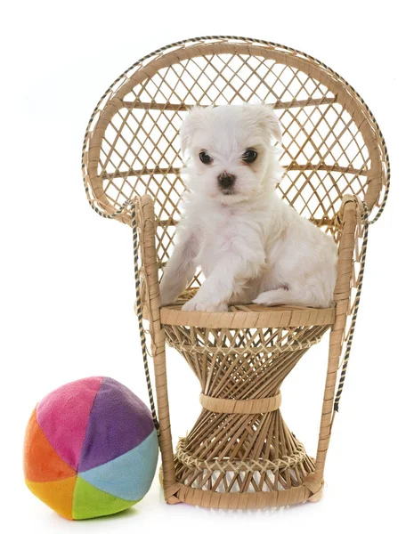 Cucciolo cane maltese — Foto Stock