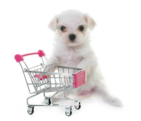 Cucciolo cane maltese — Foto Stock