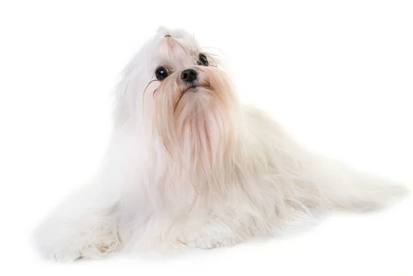 Volwassen maltese hond — Stockfoto