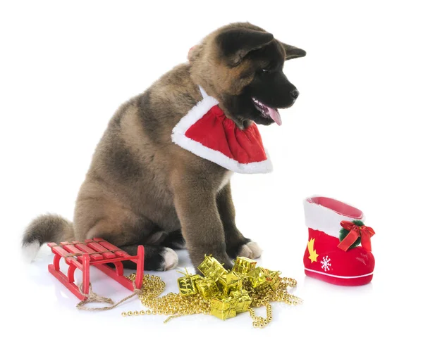 Cachorro americano akita y navidad — Foto de Stock