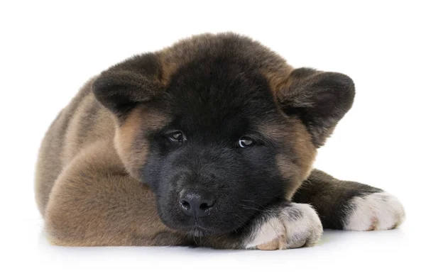 Puppy american akita — Stock Photo, Image