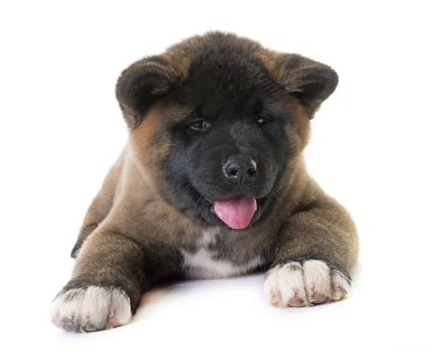 Filhote de cachorro americano akita — Fotografia de Stock