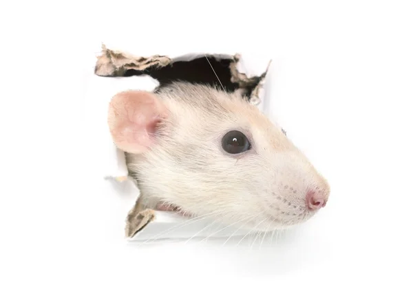 Rat in gat — Stockfoto