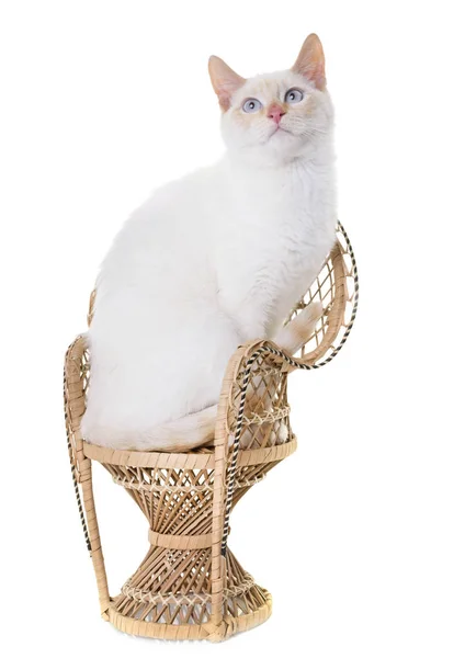 White kitten in studio — Stock Photo, Image