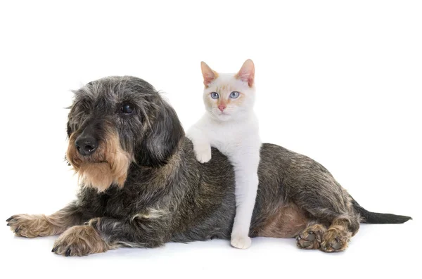 Dachshund and kitten — Stock Photo, Image