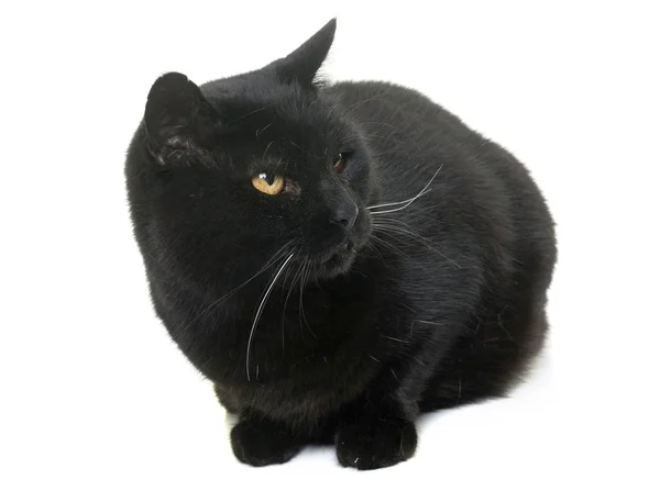 Gato preto no estúdio — Fotografia de Stock