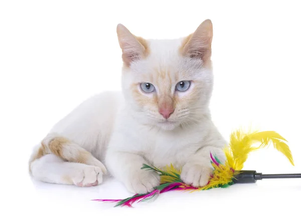Studio beyaz yavru kedi — Stok fotoğraf