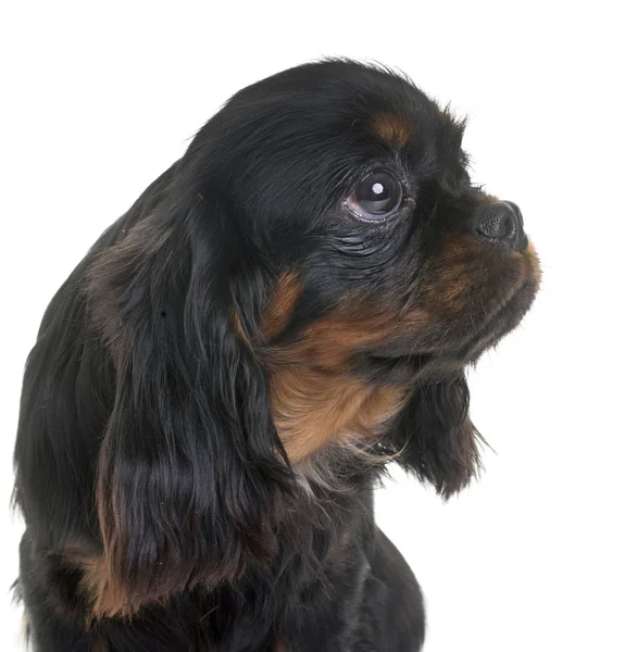 Puppy cavalier king charles — Stock Photo, Image
