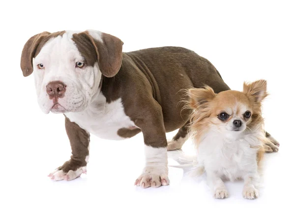 Cachorrinho americano valentão e chihuahua — Fotografia de Stock