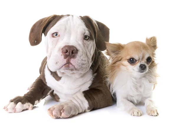 Cachorro americano bravucón y chihuahua — Foto de Stock