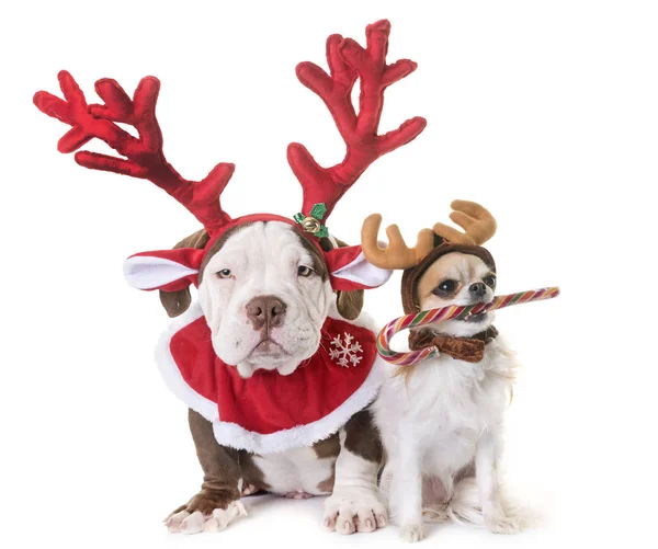 Puppy american bully, chihuahua and christmas — Stock Photo, Image