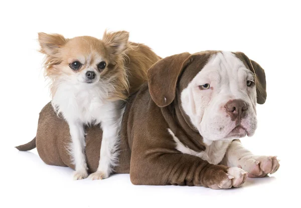 Cucciolo americano bullo e chihuahua — Foto Stock