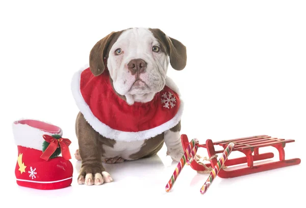 Cachorro americano matón y navidad — Foto de Stock