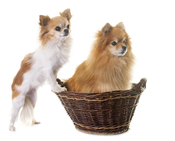 Pomeranian spitz ve chihuahua — Stok fotoğraf