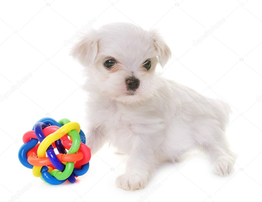 puppy maltese dog