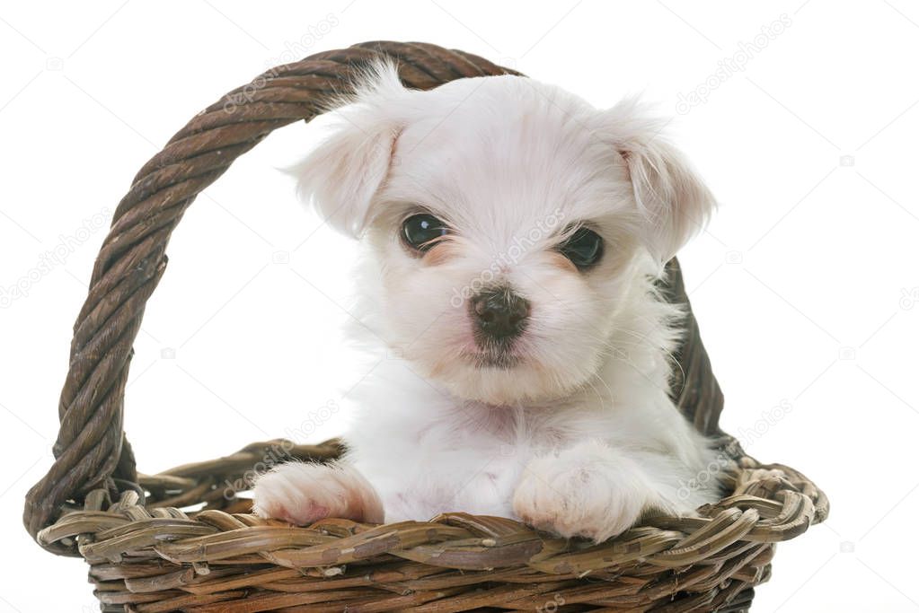 puppy maltese dog