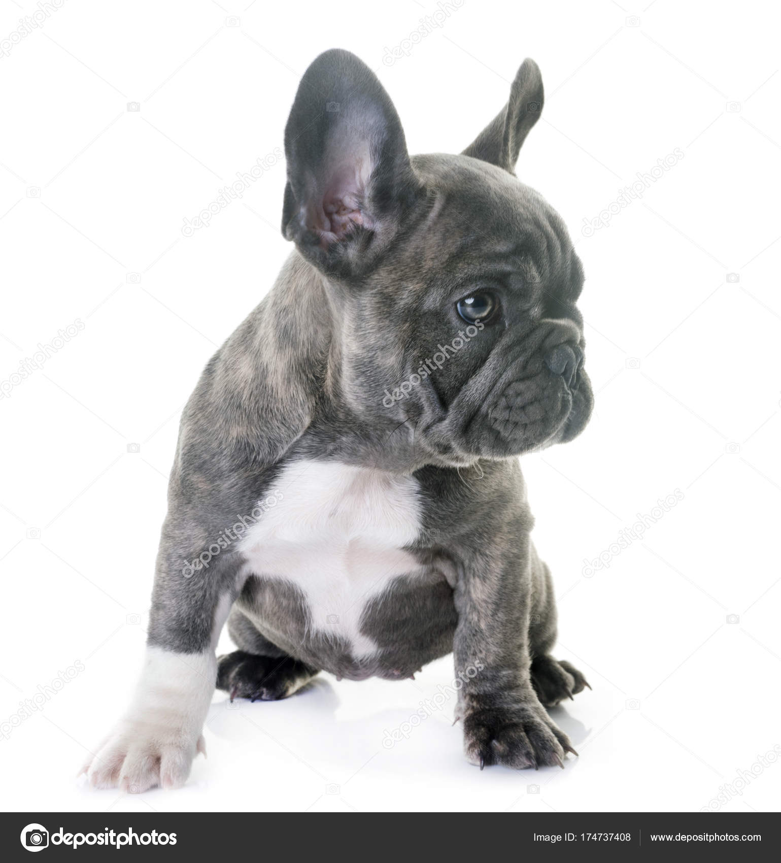 フレンチ ブルドッグの子犬 ストック写真 C Cynoclub フレンチ ブルドッグの子犬 ストック写真 C Cynoclub