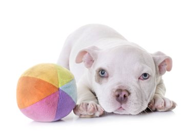 köpek yavrusu Amerikan kabadayı