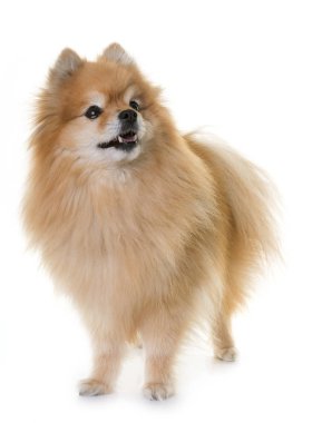 Pomeranian spitz Studio