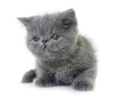 egzotik stenografi kedi