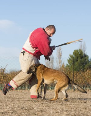 Polis köpeği eğitim
