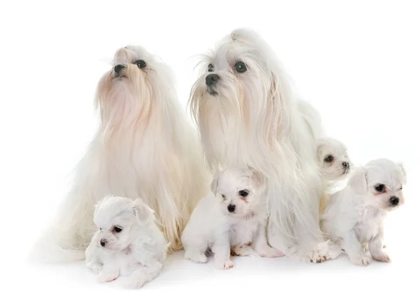Familie maltese honden — Stockfoto