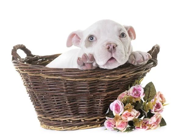 Valp american bully — Stockfoto