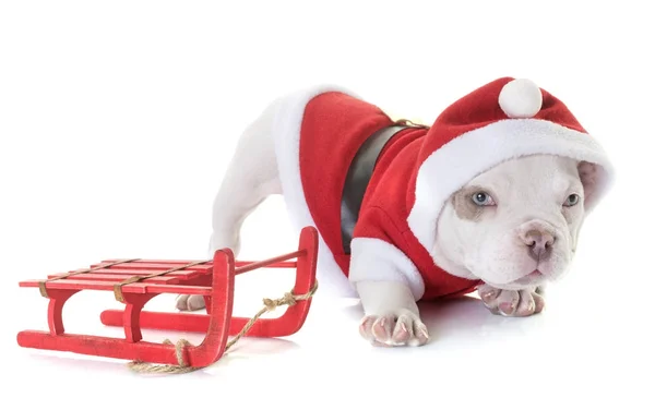 Cachorrinho americano valentão — Fotografia de Stock