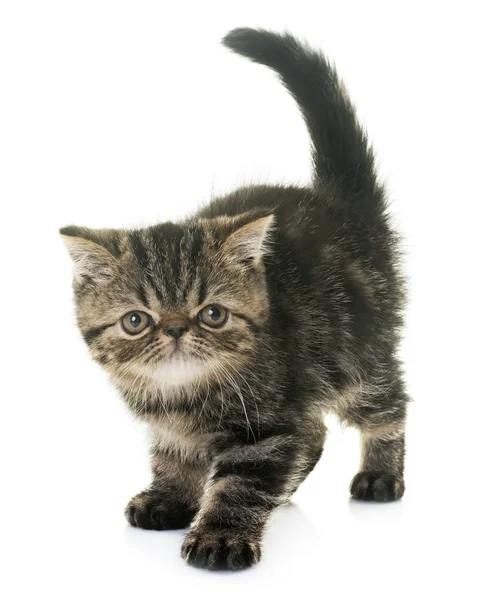 Exotic shorthair kitten — Stock Photo, Image