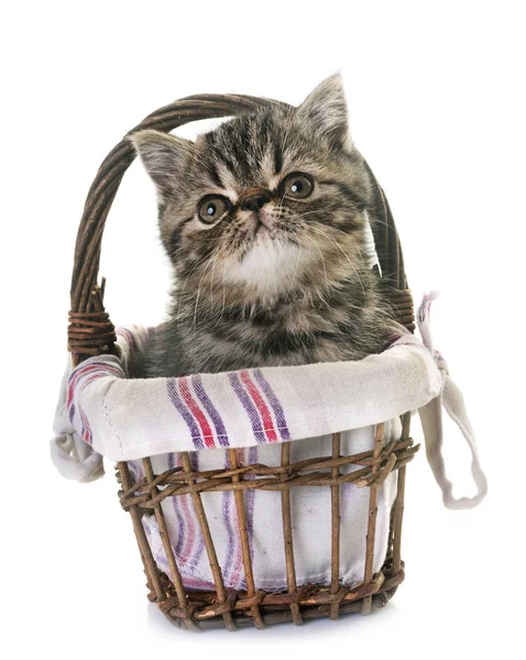 Exotic shorthair kitten — Stock Photo, Image