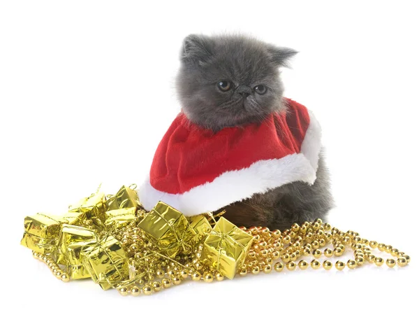 ᐈ Pic Cat Cute Stock Pics Royalty Free Exotic Short Hair