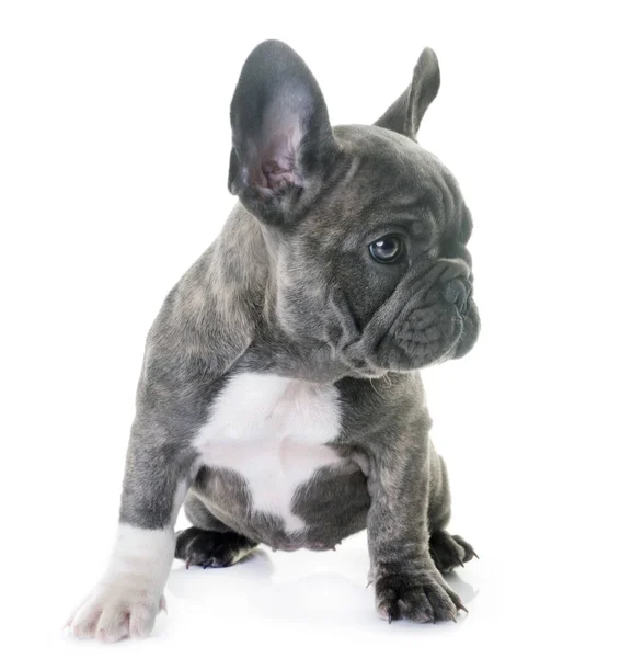 Francia-bulldog kiskutya — Stock Fotó