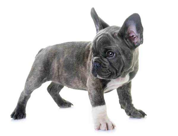 Bouledogue français chiot — Photo