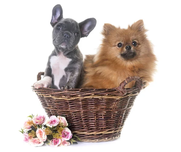 Puppy Franse bulldog en Pommeren — Stockfoto
