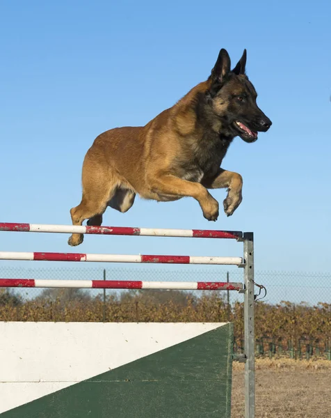 Trénink policejní pes — Stock fotografie