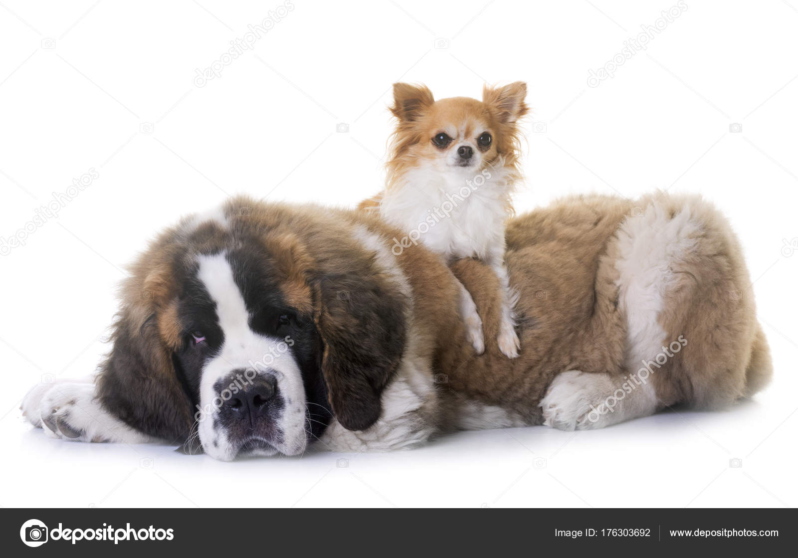 saint bernard chihuahua