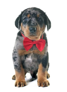 köpek yavrusu beauceron Studio