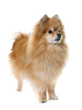 Pomeranian spitz Studio